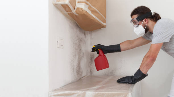 Professional Basement Mold Remediation technician working in Belford, NJ