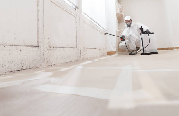24/7 Emergency Basement Mold Remediation experts in Belford, NJ