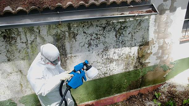 Trusted Basement Mold Remediation service in Belford, NJ - Cheap Mold Removal